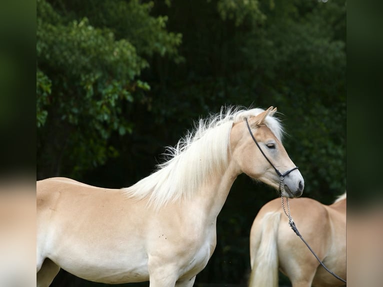 Haflinger / Avelignese Giumenta 1 Anno 155 cm  in Daaden