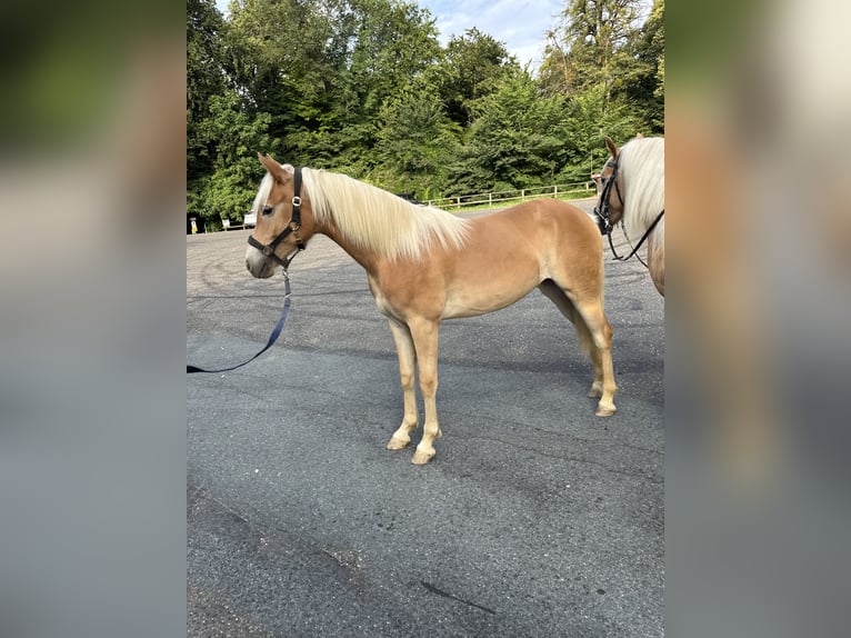 Haflinger / Avelignese Giumenta 1 Anno  in Deutschlandsberg