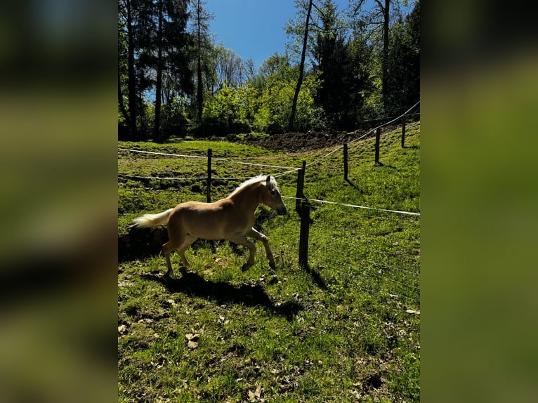 Haflinger / Avelignese Giumenta 1 Anno  in Deutschlandsberg