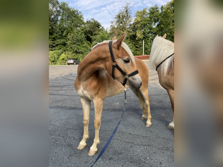 Haflinger / Avelignese Giumenta 1 Anno  in Deutschlandsberg