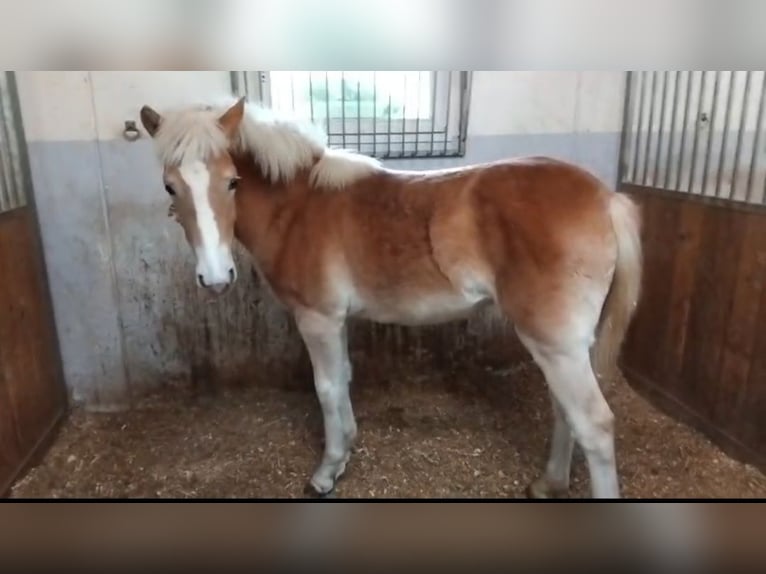 Haflinger / Avelignese Giumenta 1 Anno  in Mori