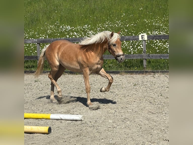 Haflinger / Avelignese Giumenta 1 Anno Sauro in Gleißenberg