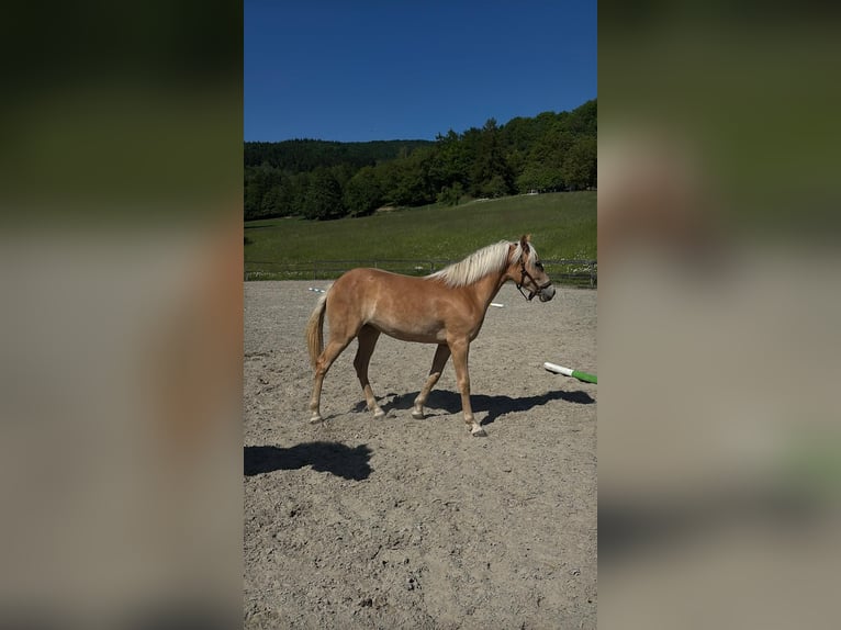 Haflinger / Avelignese Giumenta 1 Anno Sauro in Gleißenberg