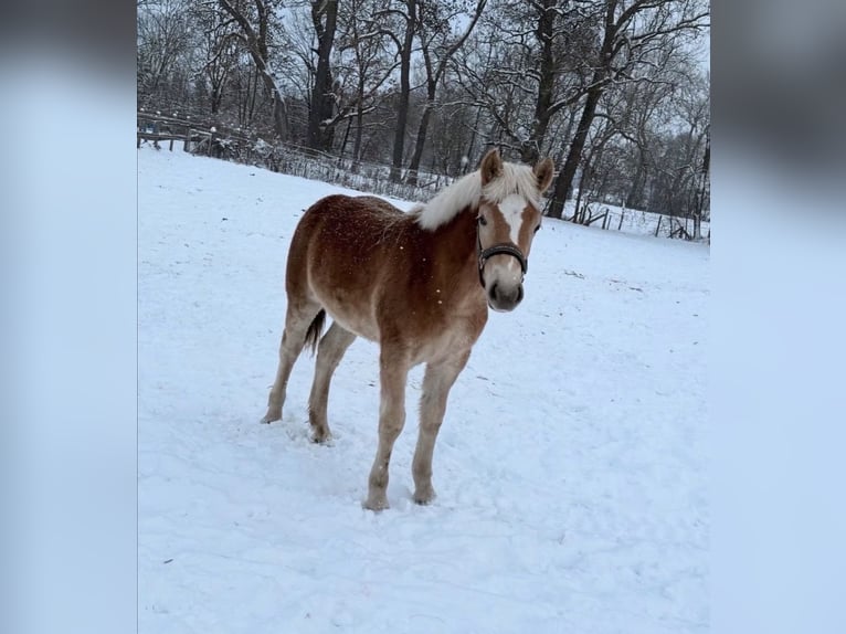 Haflinger / Avelignese Giumenta 1 Anno Sauro in Brunn