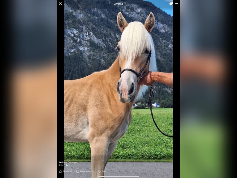 Haflinger / Avelignese Giumenta 1 Anno Sauro in Kirchbichl