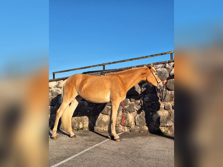 Haflinger / Avelignese Giumenta 1 Anno Sauro in Kirchbichl