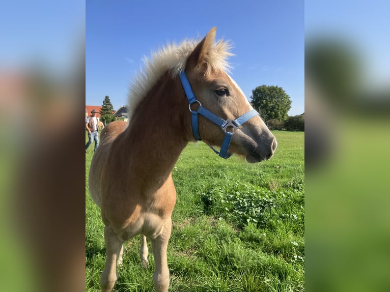 Haflinger / Avelignese Giumenta 1 Anno Sauro in Zerbst