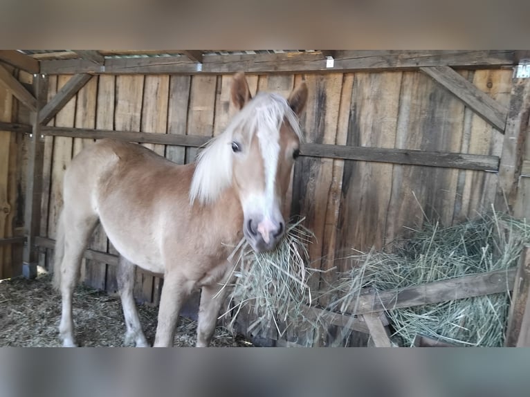 Haflinger / Avelignese Giumenta 1 Anno Sauro in Wandlitz