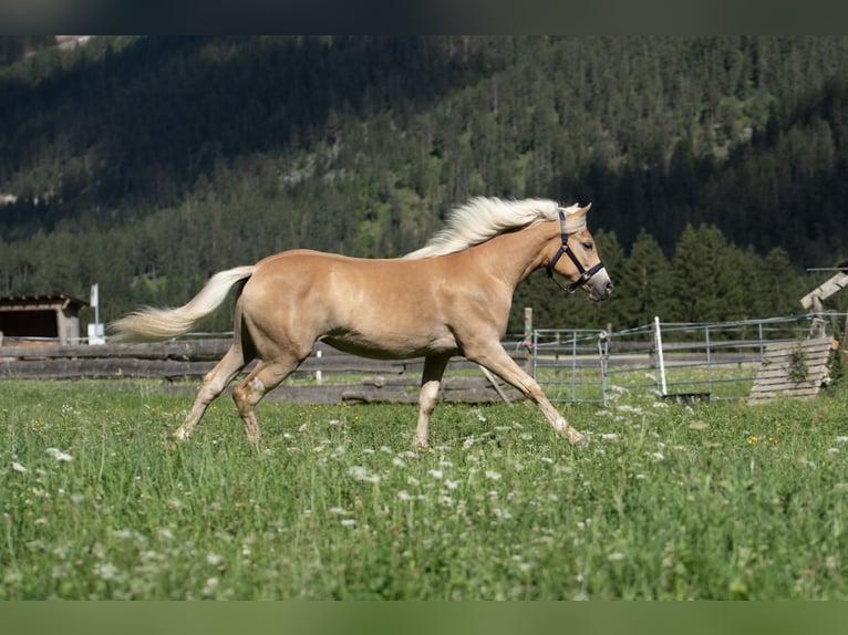 Haflinger / Avelignese Giumenta 1 Anno Sauro scuro in Häselgehr