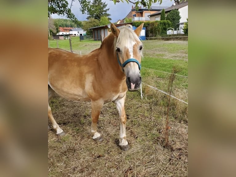 Haflinger / Avelignese Giumenta 20 Anni 142 cm Sauro in Spiesen-Elversberg