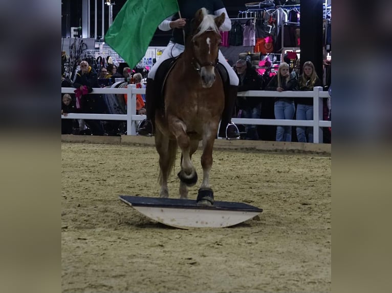 Haflinger / Avelignese Giumenta 20 Anni 143 cm Palomino in Bad Birnbach