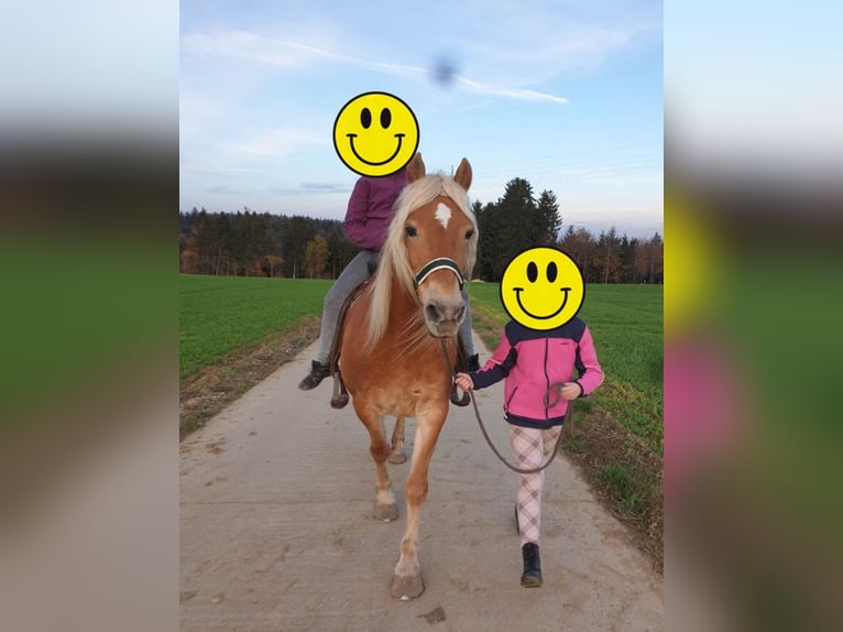 Haflinger / Avelignese Mix Giumenta 21 Anni 140 cm Sauro in Adelberg