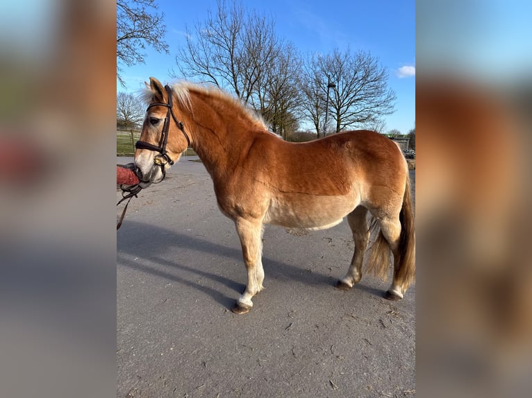 Haflinger / Avelignese Giumenta 22 Anni  in Münster