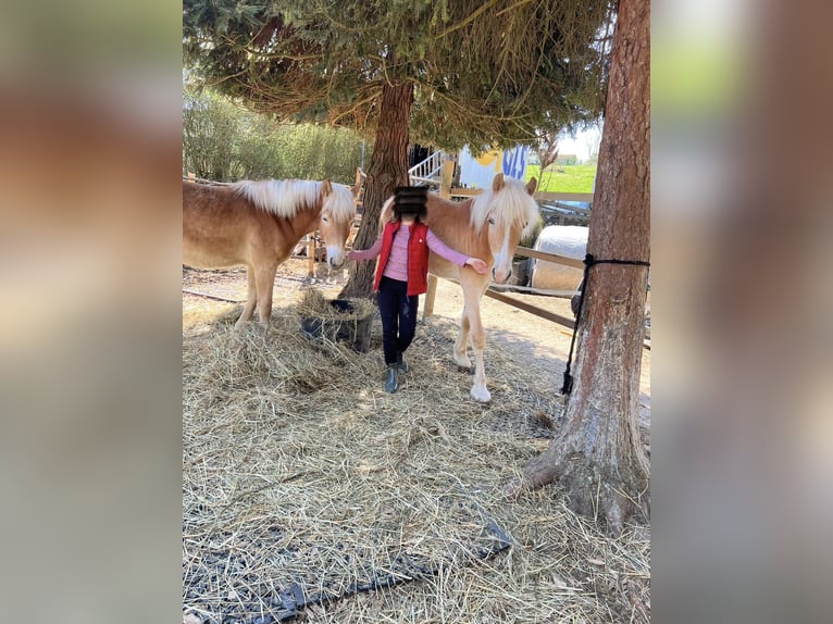 Haflinger / Avelignese Giumenta 2 Anni 148 cm Sauro in Bad Friedrichshall
