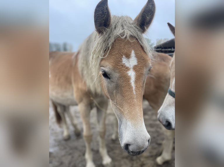 Haflinger / Avelignese Giumenta 2 Anni 149 cm in Trebbin