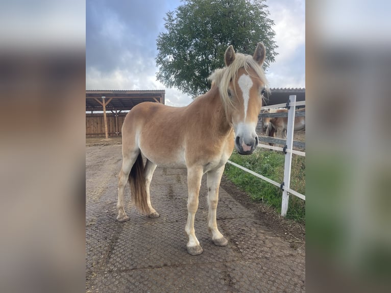 Haflinger / Avelignese Giumenta 2 Anni 149 cm in Sch&#xF6;nhagen