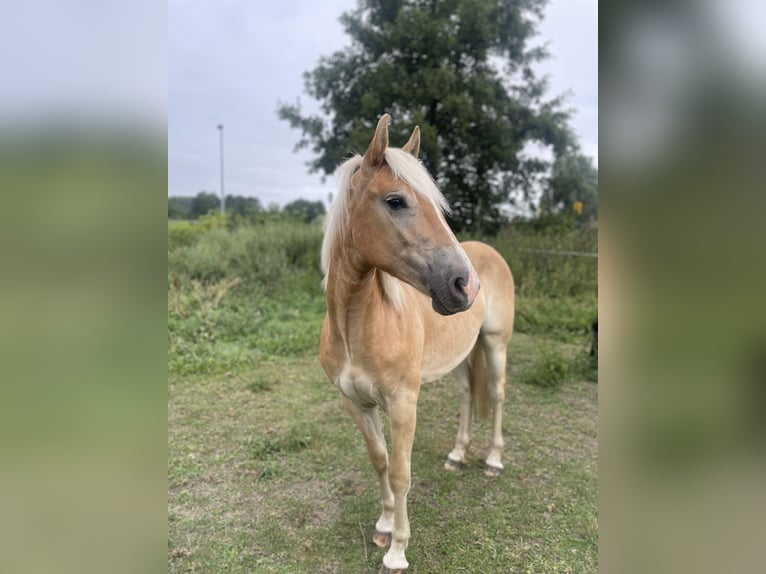 Haflinger / Avelignese Giumenta 2 Anni 150 cm Sauro in Arneburg