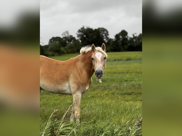 Haflinger / Avelignese Giumenta 2 Anni 150 cm Sauro in Seedorf