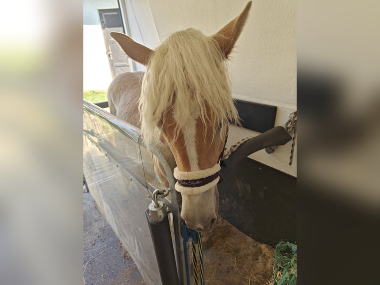Haflinger / Avelignese Giumenta 2 Anni 152 cm  in Ligist