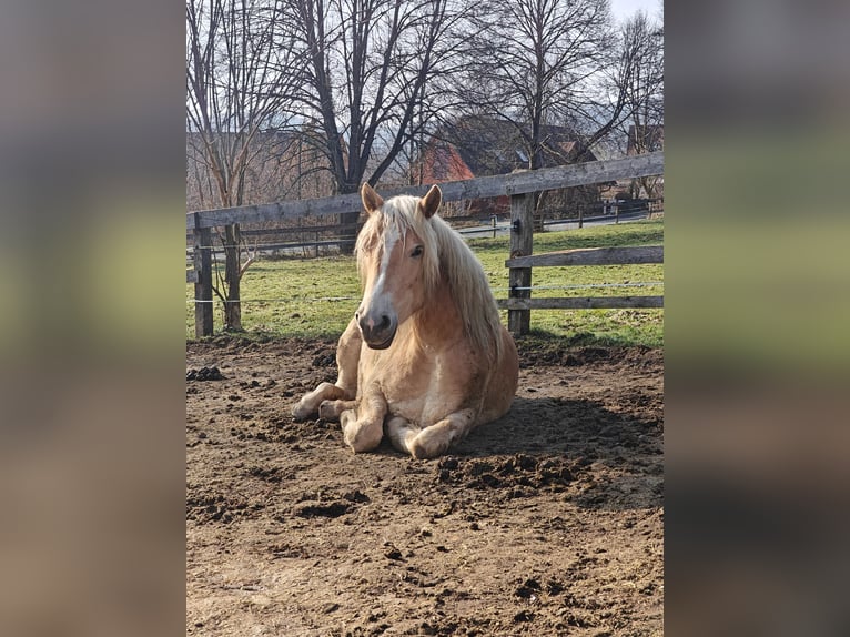 Haflinger / Avelignese Giumenta 2 Anni 152 cm  in Ligist