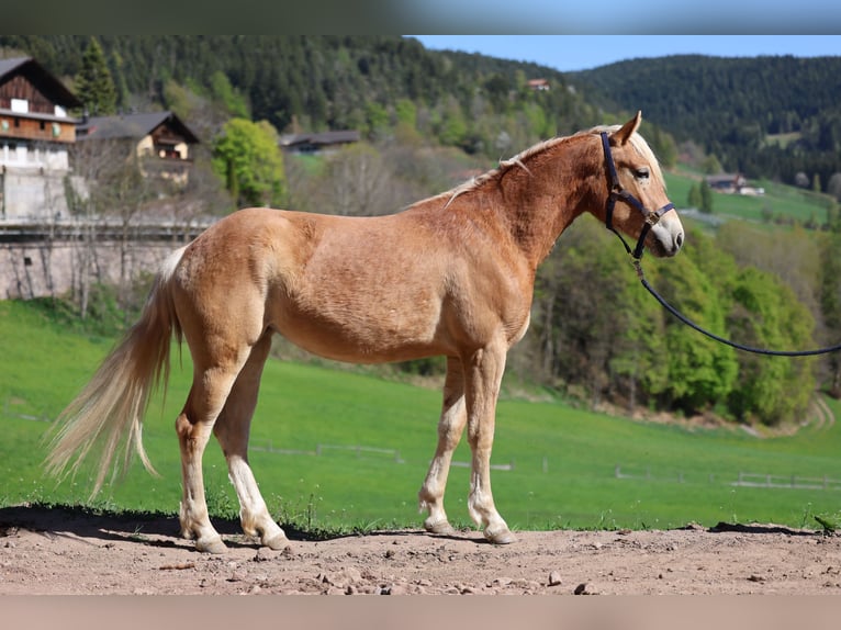 Haflinger / Avelignese Giumenta 2 Anni  in Hafling