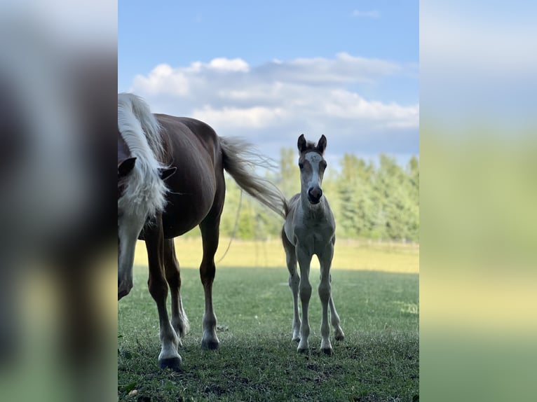 Haflinger / Avelignese Giumenta 2 Anni Sauro in Seedorf
