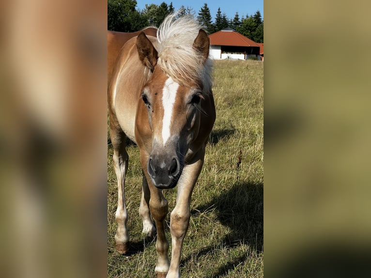 Haflinger / Avelignese Giumenta 2 Anni Sauro in Seedorf