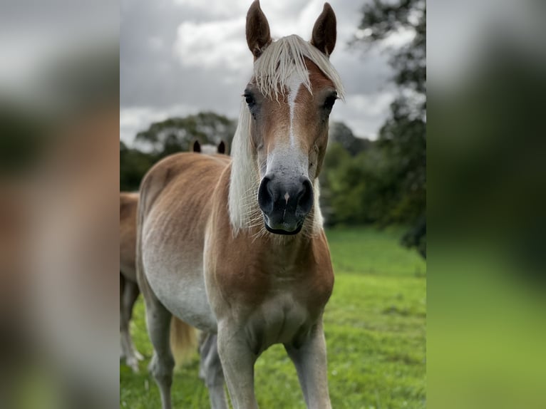 Haflinger / Avelignese Giumenta 2 Anni Sauro in Seedorf