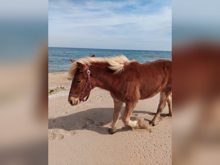 Haflinger / Avelignese Mix Giumenta 2 Anni Sauro in Сираково / Sirakovo