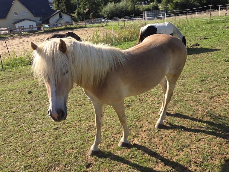 Haflinger / Avelignese Giumenta 3 Anni 140 cm Sauro in Ebermannstadt