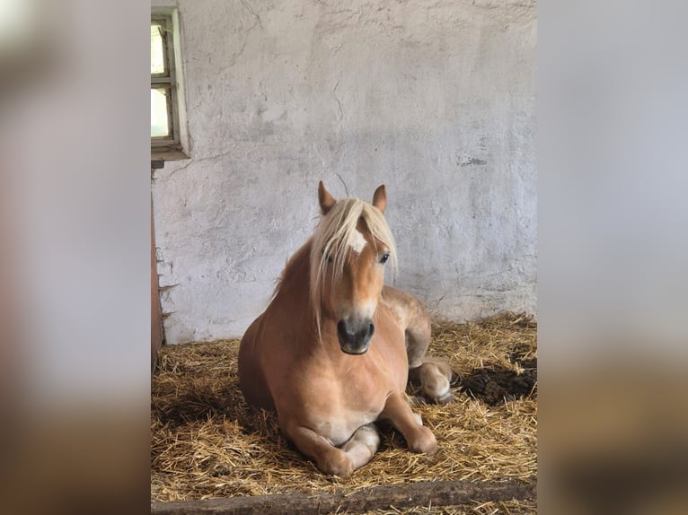 Haflinger / Avelignese Giumenta 3 Anni 143 cm Sauro in Zell an der Pram