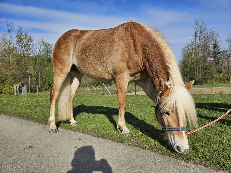Haflinger / Avelignese Giumenta 3 Anni 143 cm Sauro in Oberndorf an der Melk
