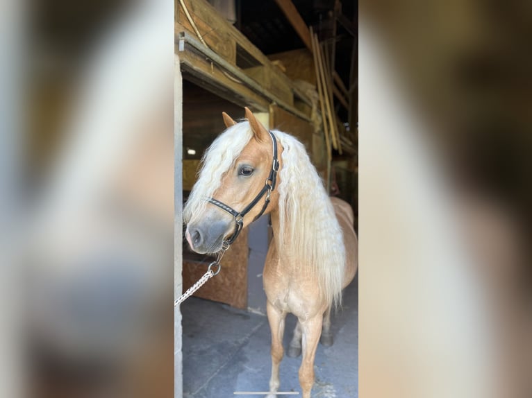 Haflinger / Avelignese Giumenta 3 Anni 143 cm Sauro in St. Leonhard