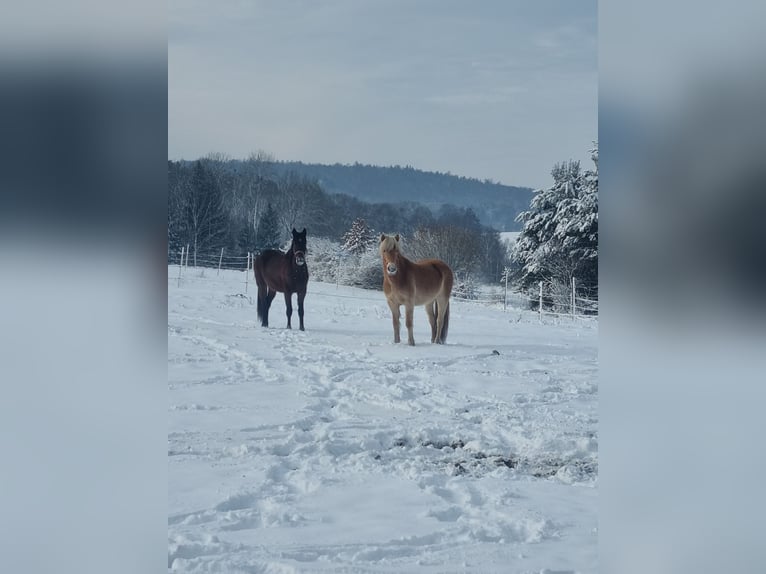 Haflinger / Avelignese Giumenta 3 Anni 145 cm Sauro in Kohfidisch