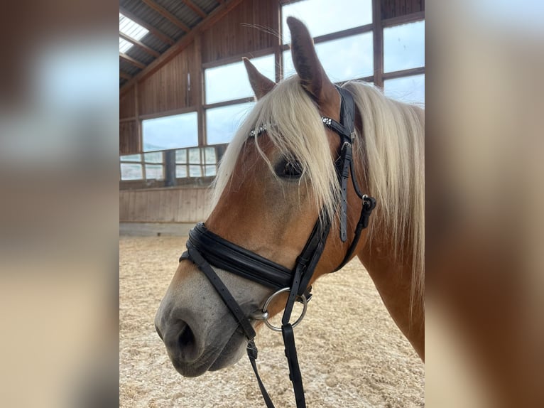 Haflinger / Avelignese Giumenta 3 Anni 146 cm Sauro in Kuchl