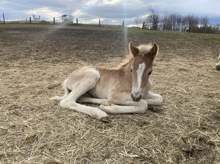Haflinger / Avelignese Giumenta 3 Anni 146 cm Sauro in Stadtschlaining