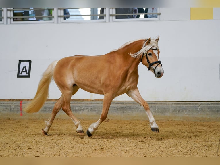 Haflinger / Avelignese Giumenta 3 Anni 148 cm  in Scharnstein