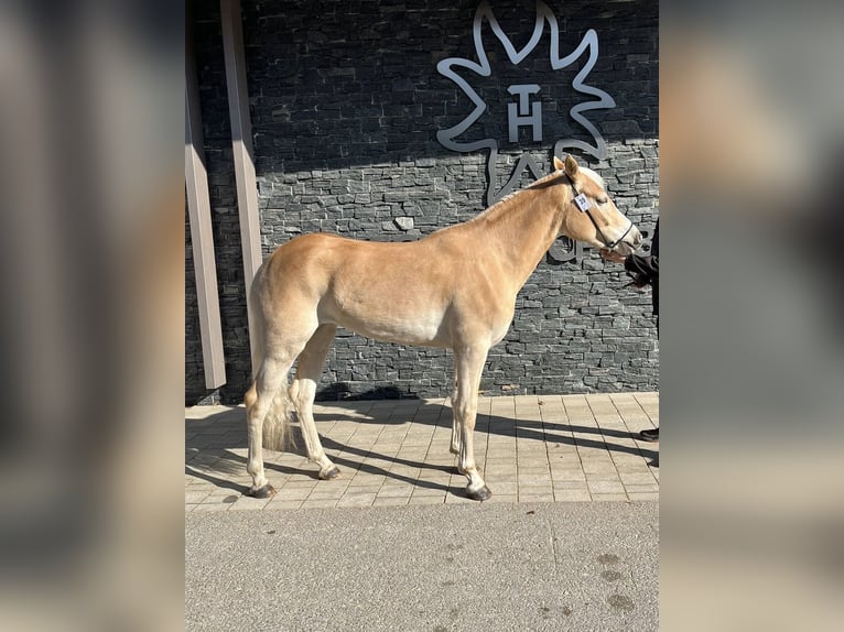 Haflinger / Avelignese Giumenta 3 Anni 148 cm  in Steinach am Brenner