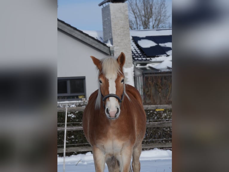 Haflinger / Avelignese Giumenta 3 Anni 148 cm Sauro in Meine