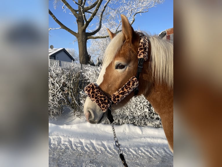 Haflinger / Avelignese Giumenta 3 Anni 148 cm Sauro in Meine