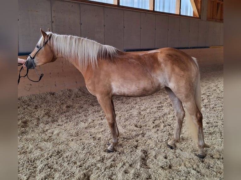 Haflinger / Avelignese Giumenta 3 Anni 148 cm Sauro in Schindlau