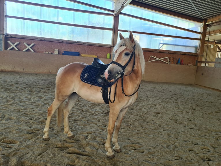 Haflinger / Avelignese Giumenta 3 Anni 148 cm Sauro in Mainburg