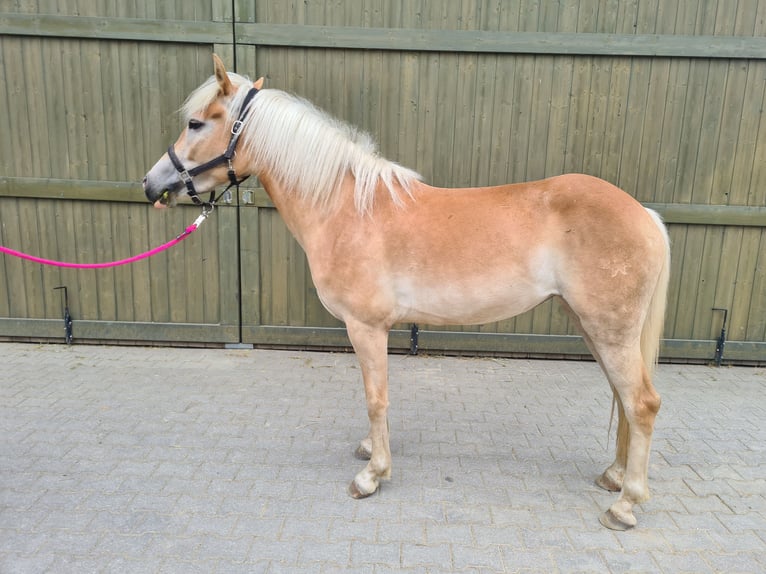 Haflinger / Avelignese Giumenta 3 Anni 148 cm Sauro in Mainburg
