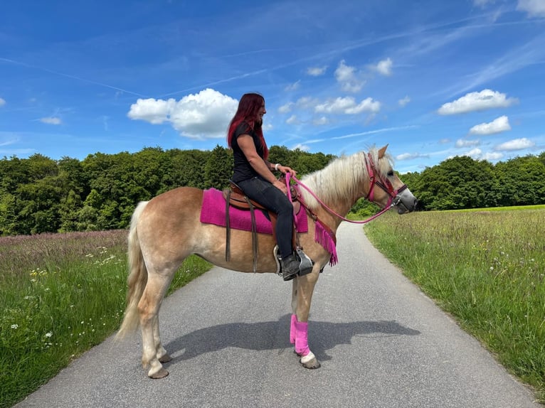 Haflinger / Avelignese Giumenta 3 Anni 148 cm Sauro in Linkenbach