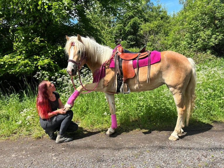 Haflinger / Avelignese Giumenta 3 Anni 148 cm Sauro in Linkenbach