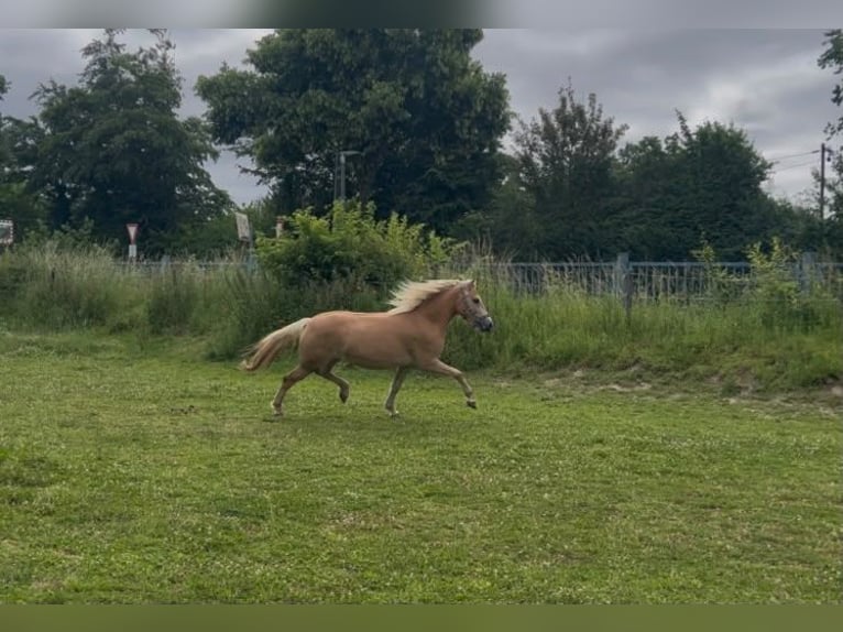 Haflinger / Avelignese Giumenta 3 Anni 149 cm Sauro in Niederzier
