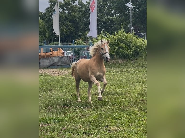 Haflinger / Avelignese Giumenta 3 Anni 149 cm Sauro in Niederzier