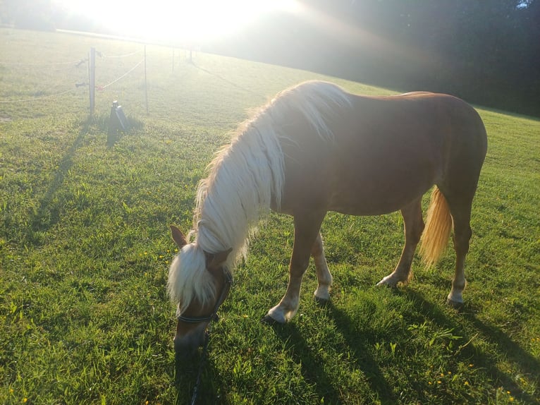 Haflinger / Avelignese Giumenta 3 Anni 149 cm Sauro scuro in Bretten