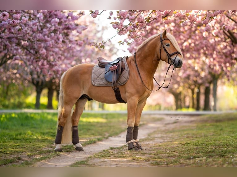 Haflinger / Avelignese Giumenta 3 Anni 150 cm in Trebbin
