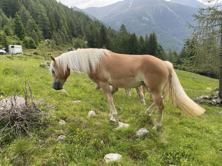Haflinger / Avelignese Giumenta 3 Anni 150 cm Sauro in Stadtschlaining